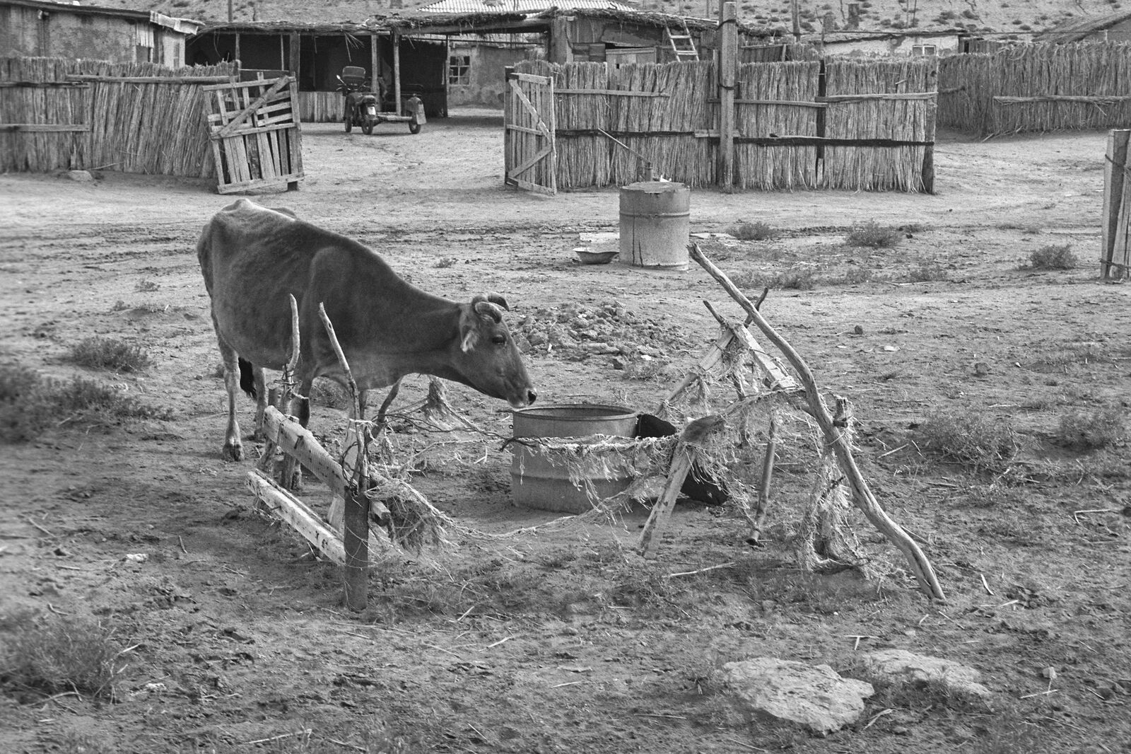 Вкопанные в землю металлические ржавые бочки служили мини колодцами. А когда море обмелело, то колодцы все высохли.    Посёлок Учсай. 2002